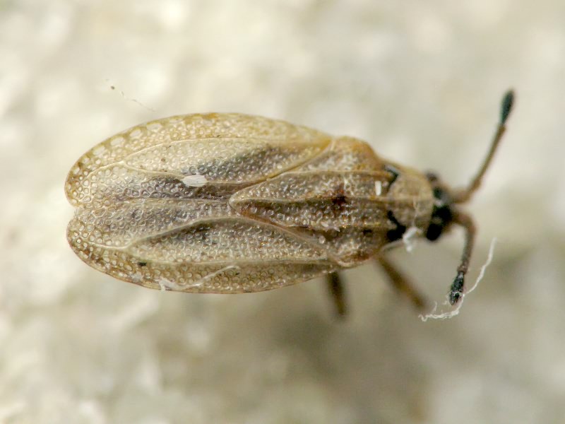 Tingis (Tropidocheila) maculata (Herrich-Schäffer, 1838)